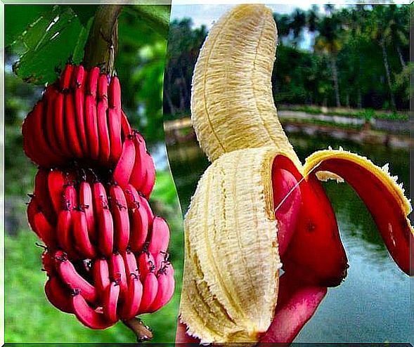 Red banana smoothie.