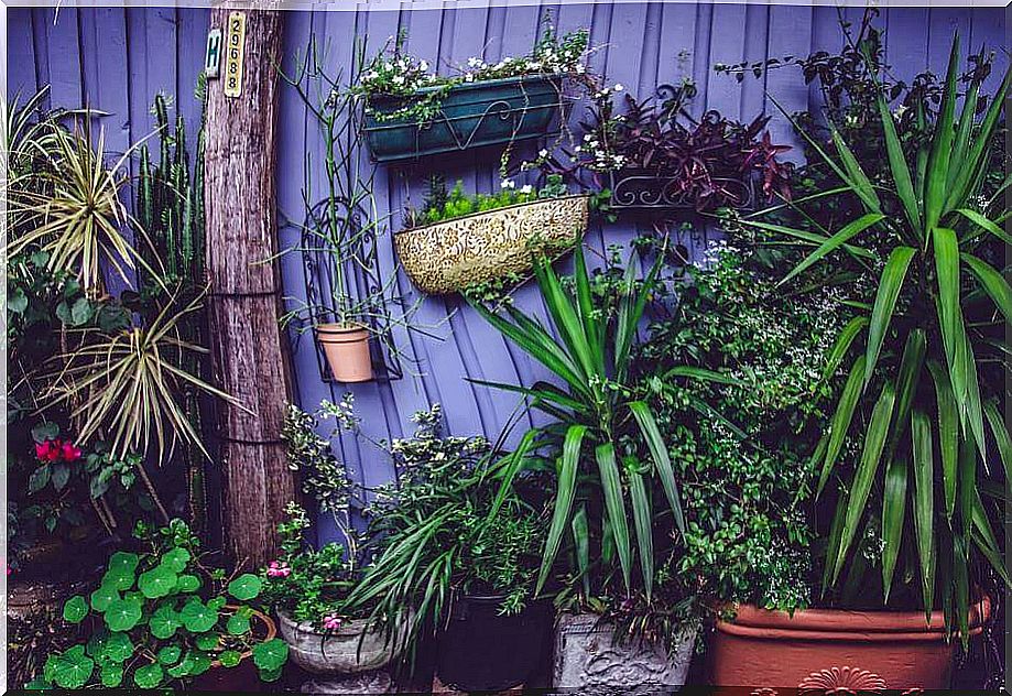 Leafy wall with plants in planters and pots.