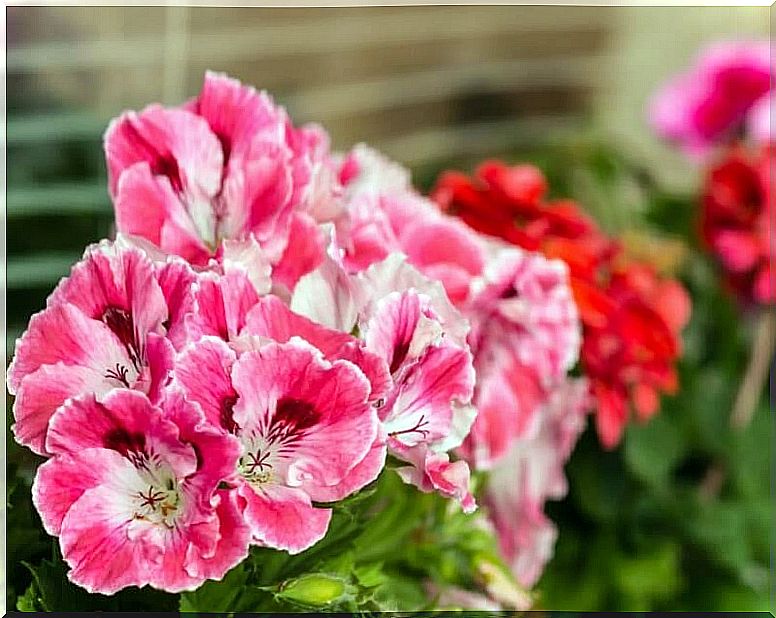 geranium