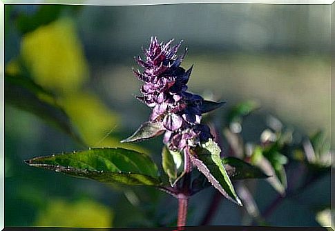 basil flower