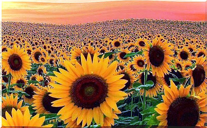 sunflowers