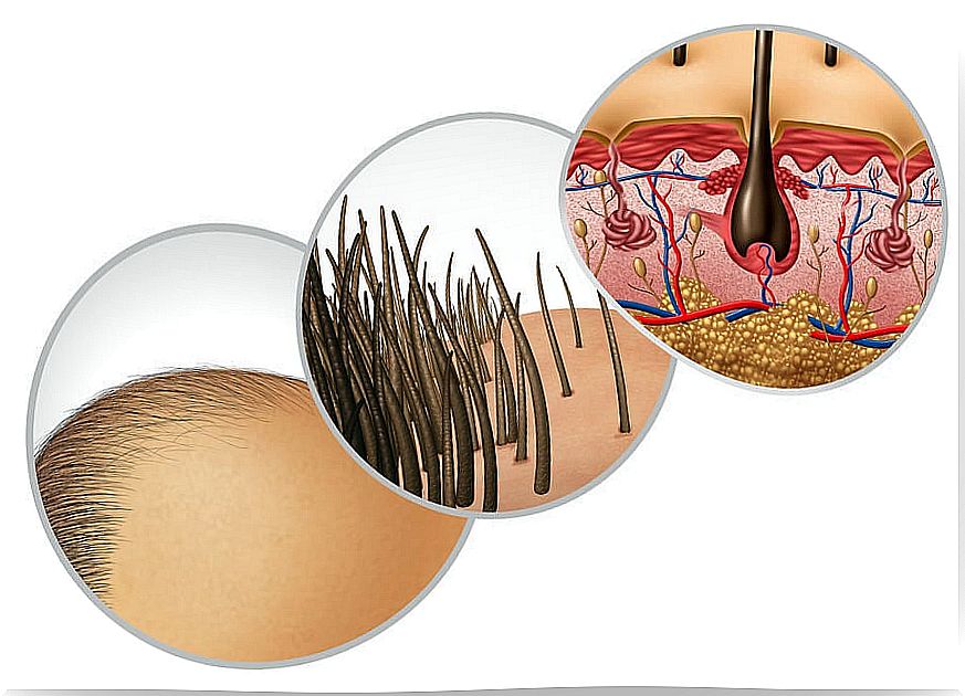 Anatomy and function of the hair follicle