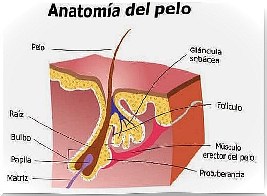 Hair follicle anatomy