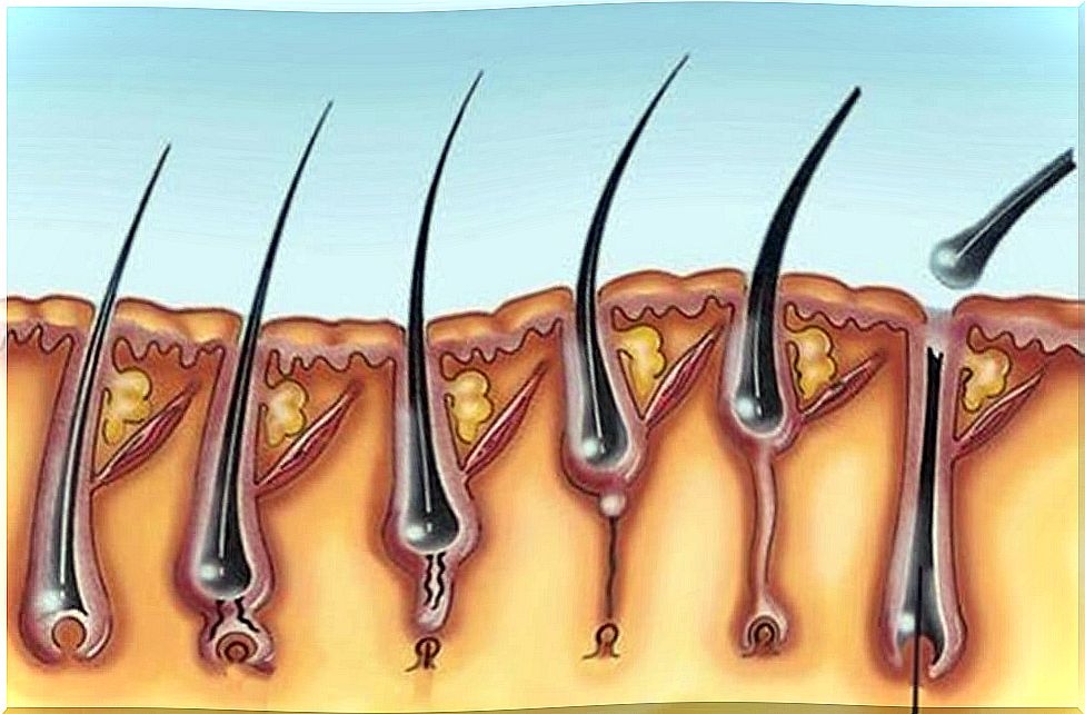 The hair growth cycle