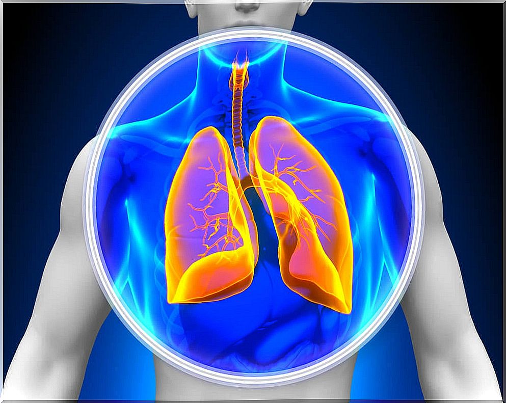 Lungs with atelectasis