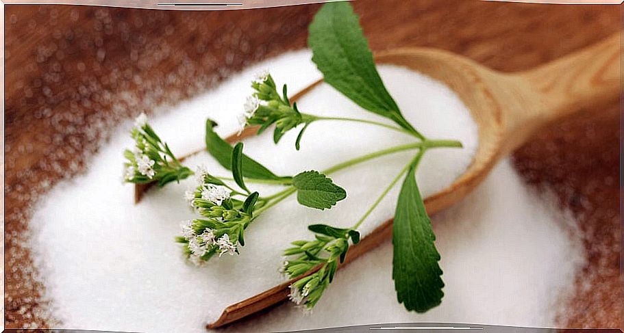 Sweet herb Stevia rebaudiana