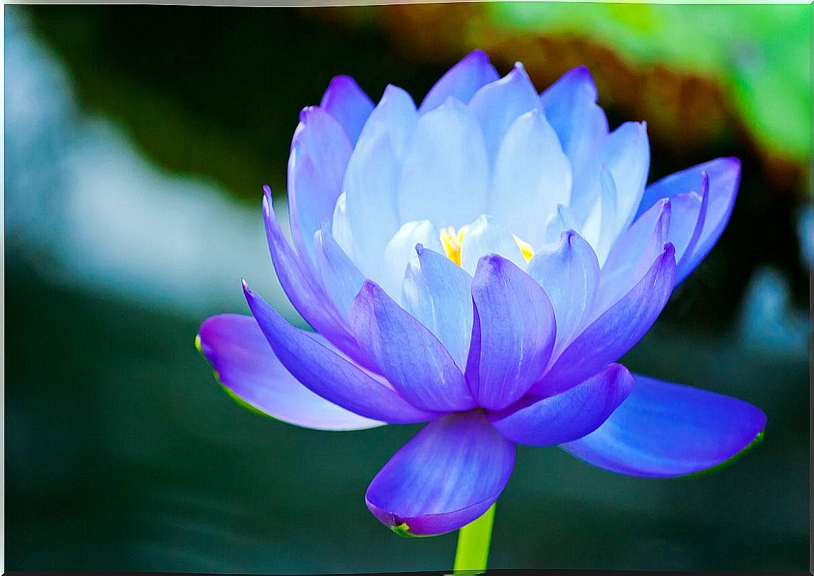 Blue lotus flower.