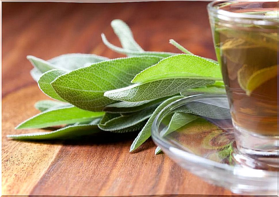 Sage infusion to prevent cognitive decline and boost memory