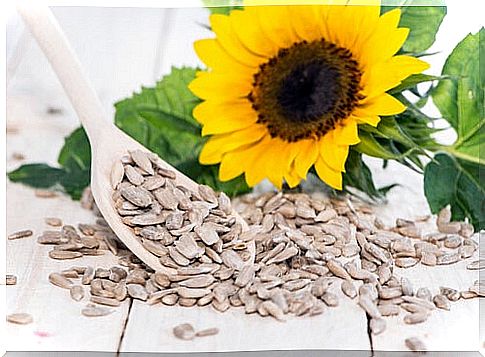 Sunflower seeds