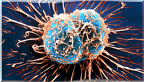 How does the immune system work against cancer?