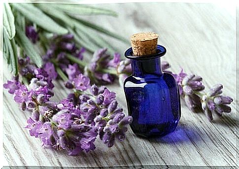 Lavender flower and essential oil to manage anxiety naturally