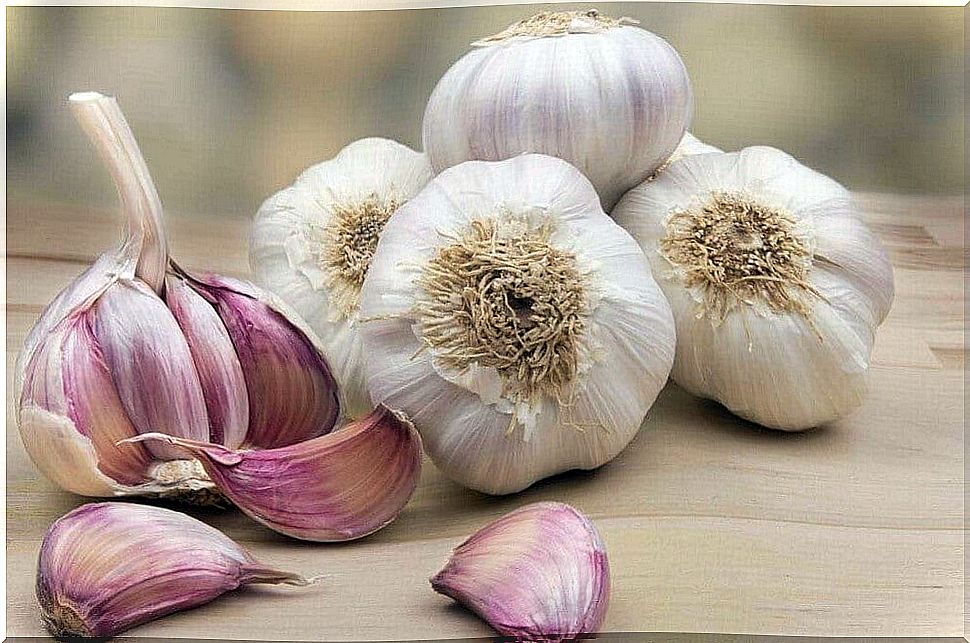 Garlic