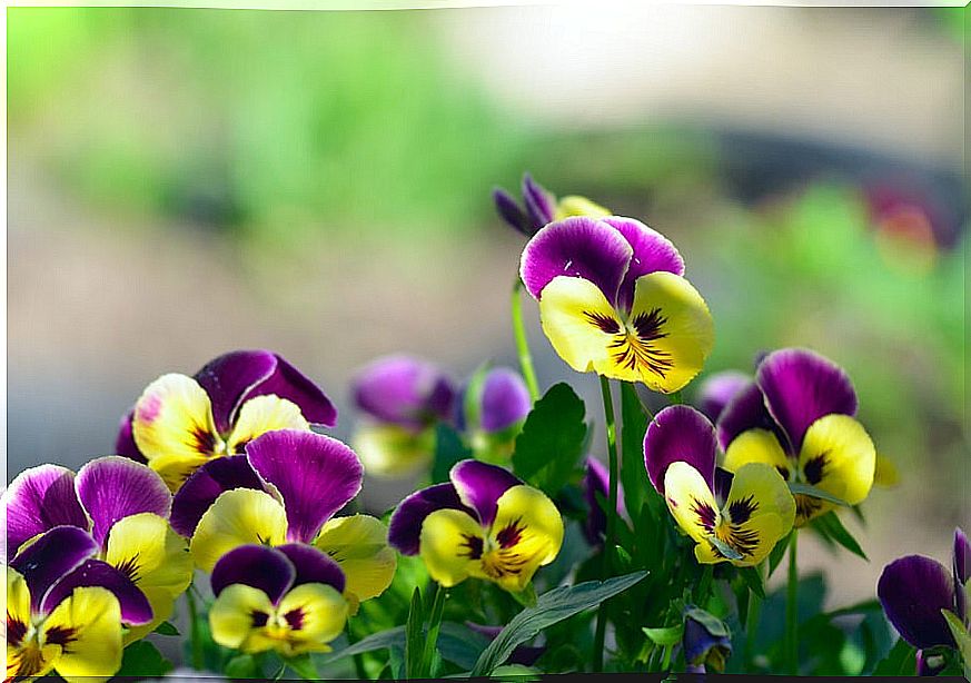 Flowers to decorate your balcony