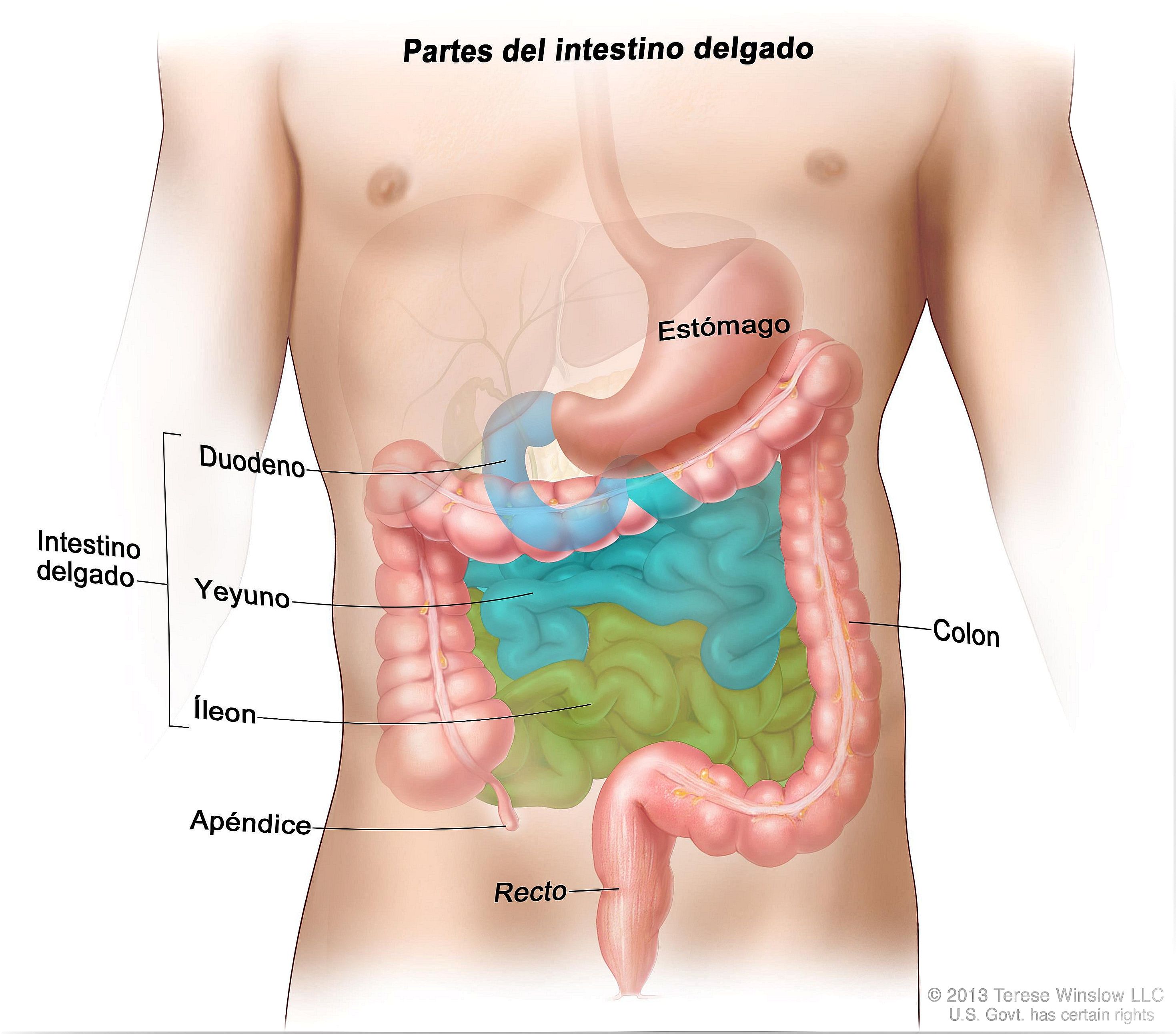 Parts-of-the-small-intestine