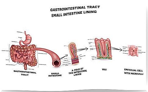 Anatomical description of the components of the small intestine