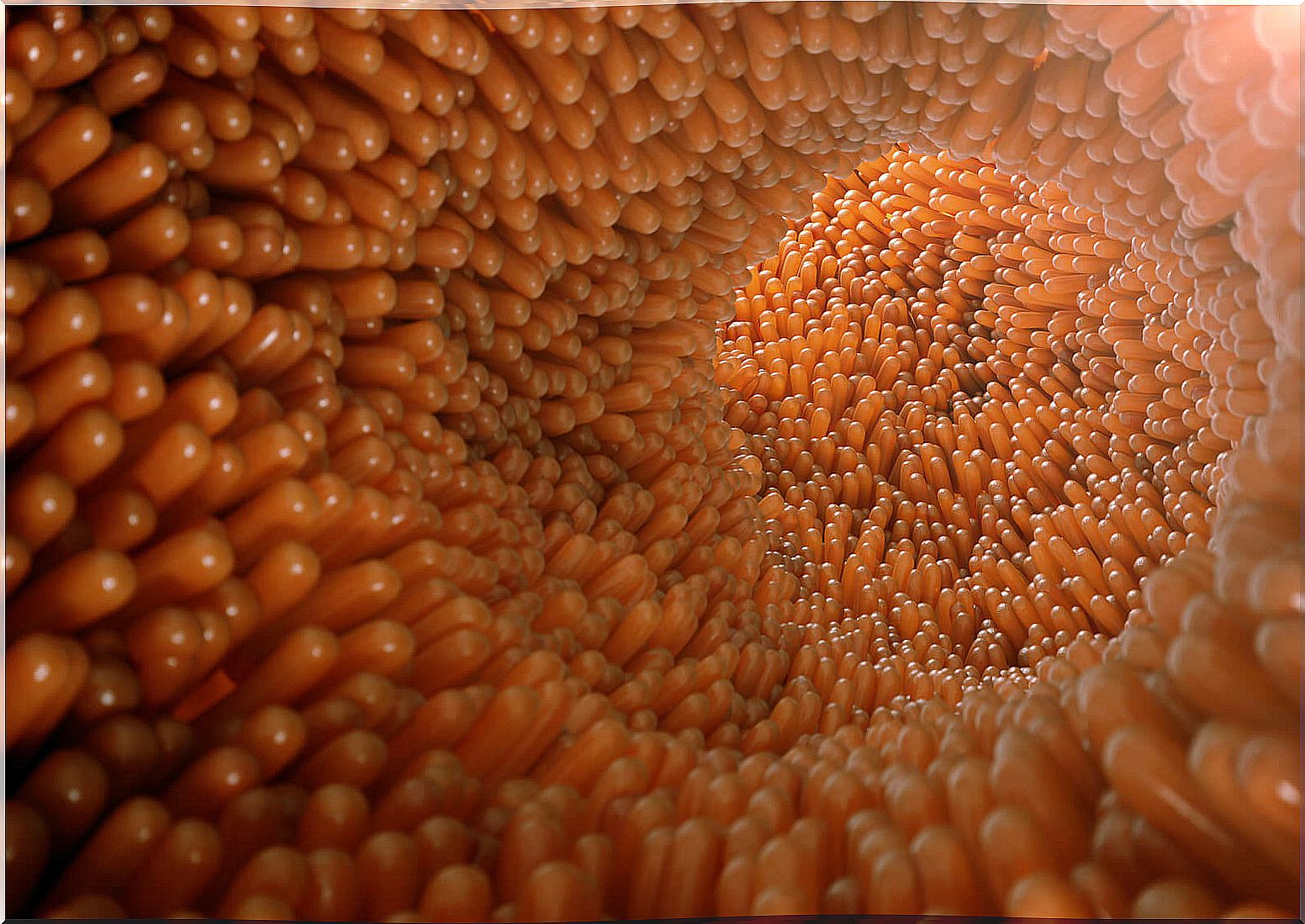 Small intestine villi.