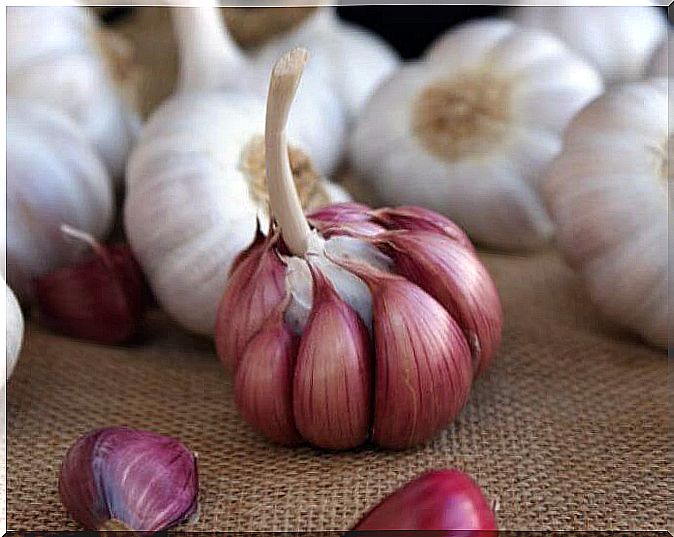 garlic-purple