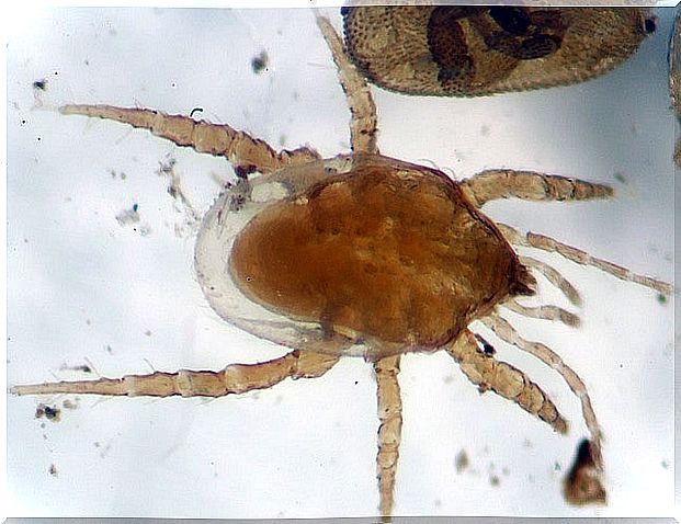 Image of mites