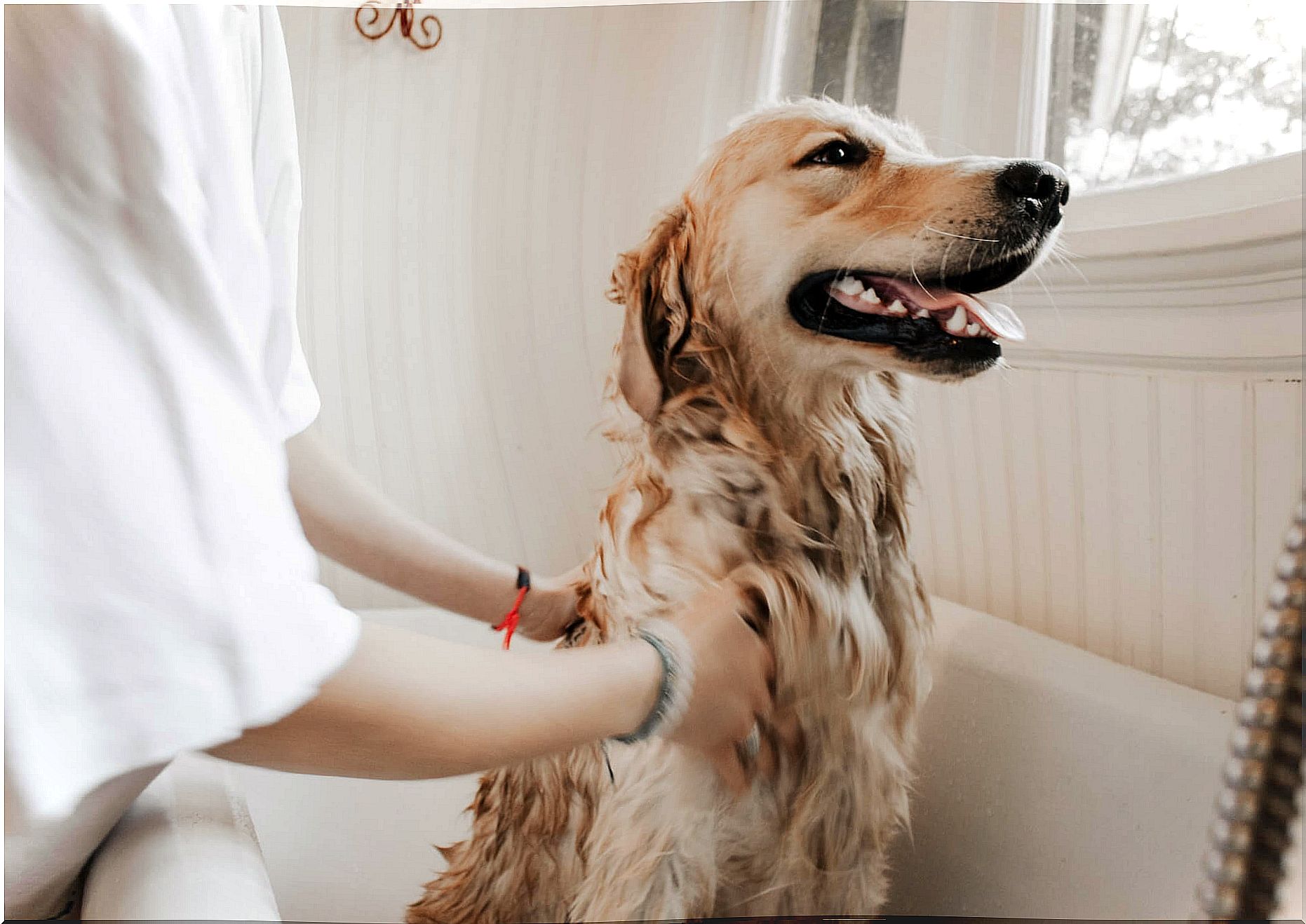 Dog taking bath