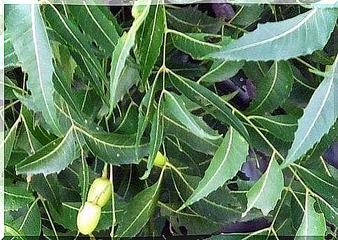 neem leaves