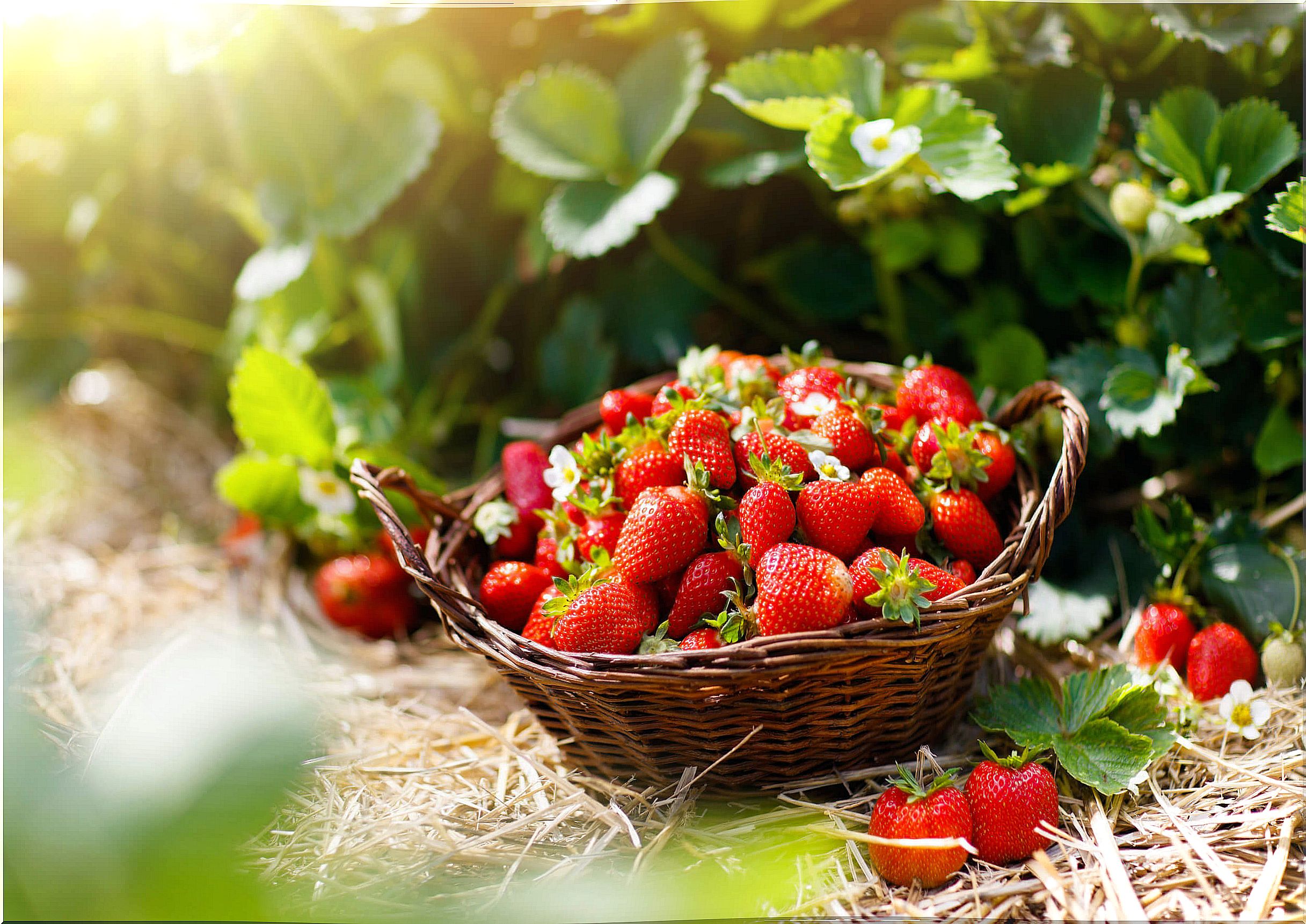 Regular consumption of strawberries could be helpful to take care of your heart.