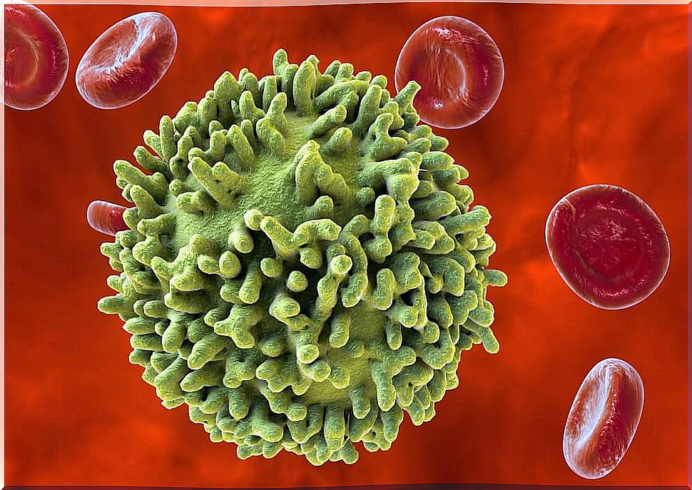 Lymphocytes B.